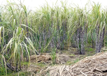 National Competitiveness Commission - Sugar Value Chain Competitiveness Progress Report June 2023 image